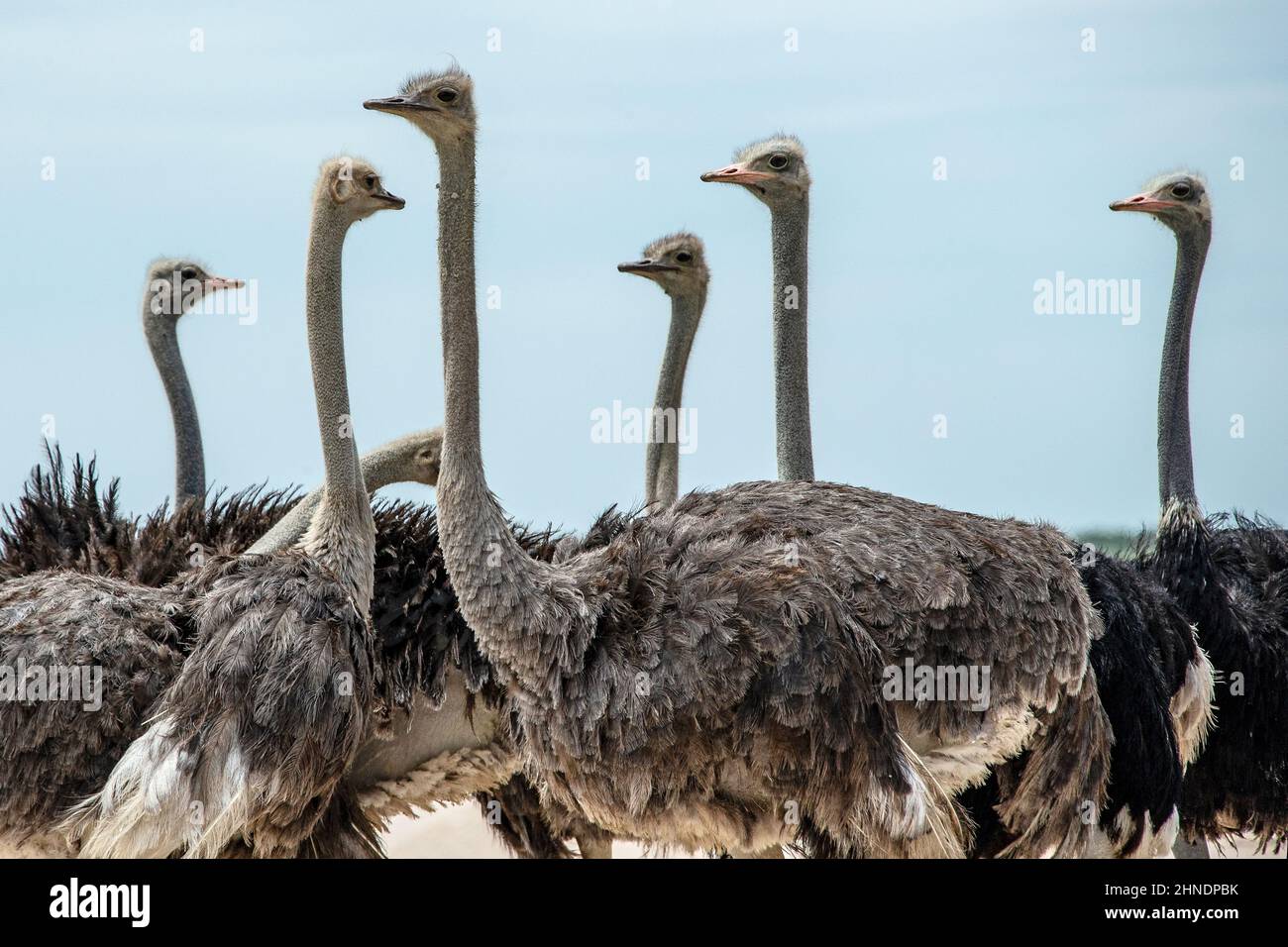 Strauße bilden eine schützende Gruppe, die jeweils einen Blick darauf hat. Stockfoto