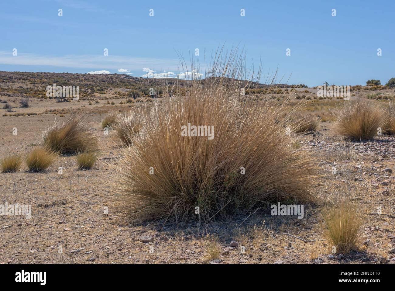 Wüstenlandschaft an der atlantikküste von Patagonien, Argentinien Stockfoto