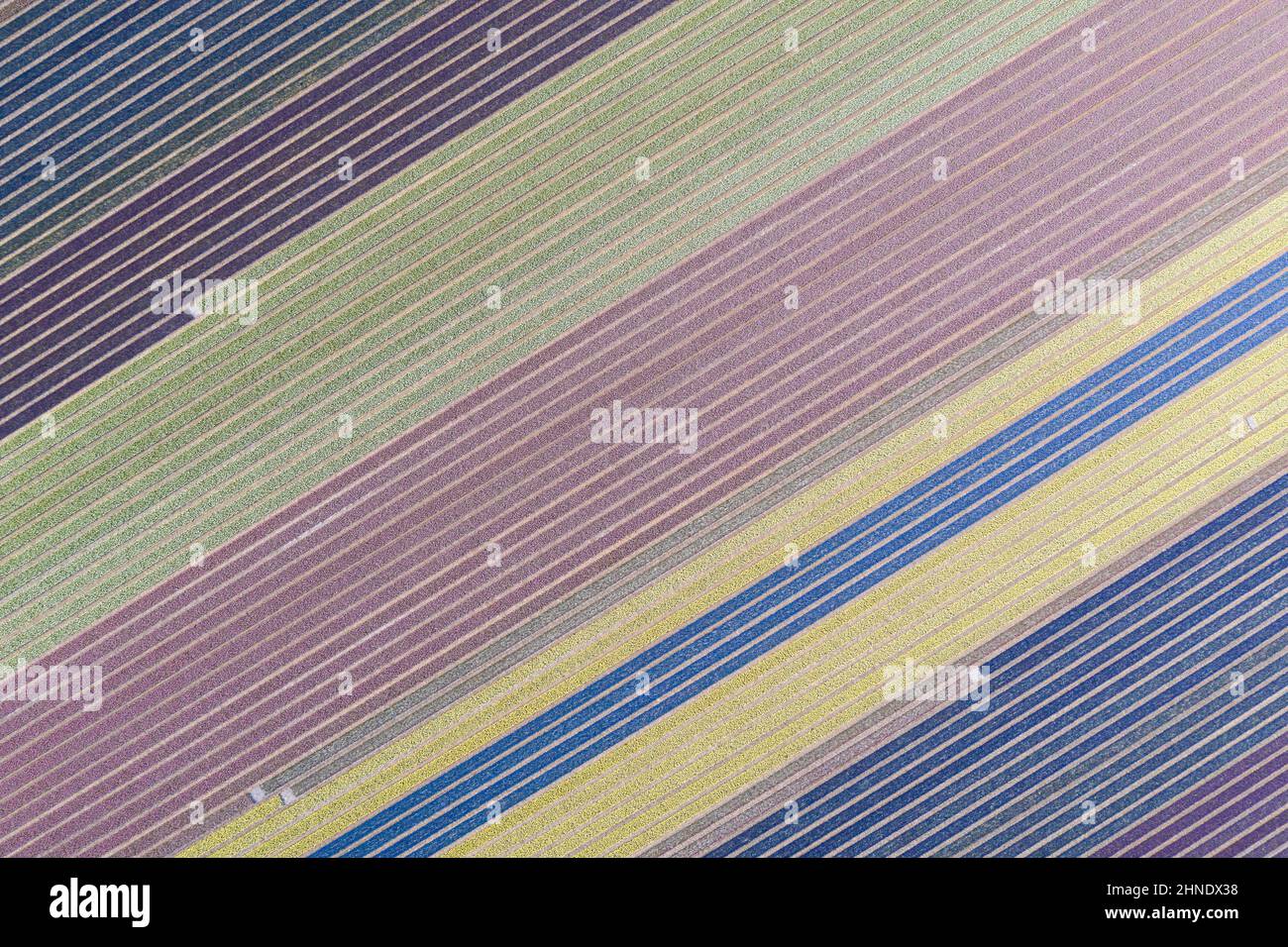 Tulpenfelder von oben, Niederlande Stockfoto