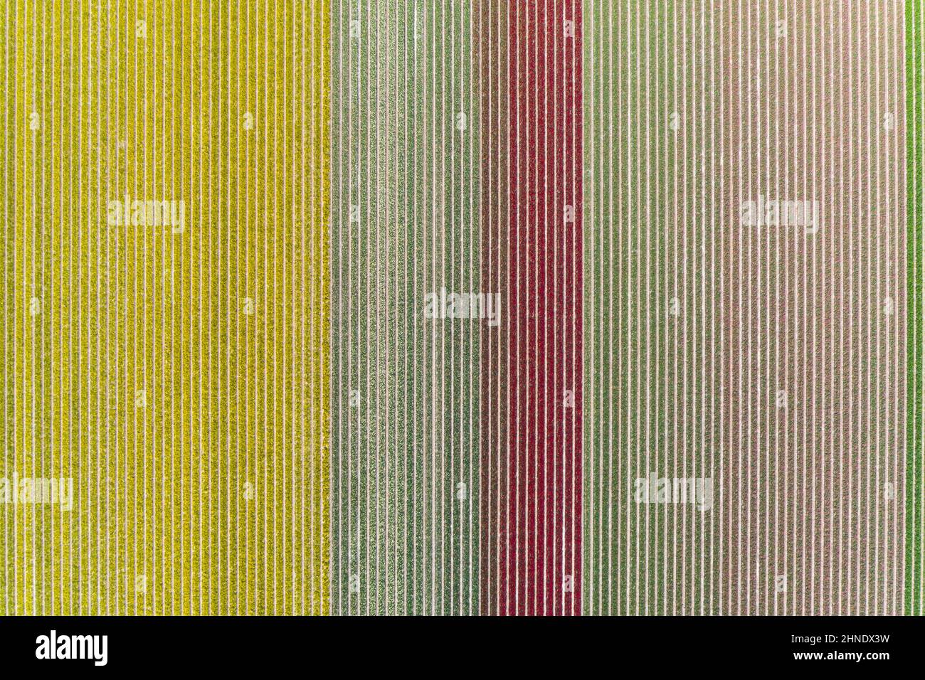 Tulpenfelder von oben, Niederlande Stockfoto
