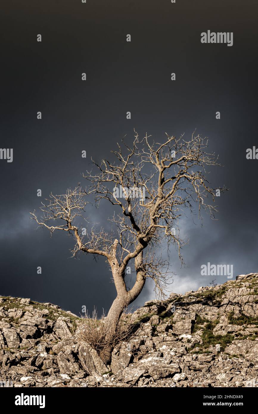 Ein eineinziger Baum, der aus Felsen wächst und vor einem stürmischen Himmel steht Stockfoto