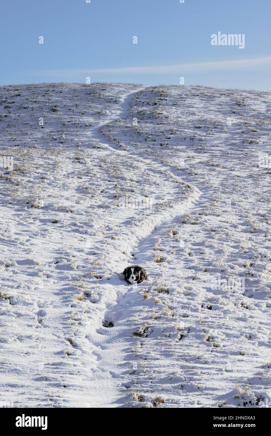 Border Collie Genießen Sie den Schnee in den Howgills Stockfoto