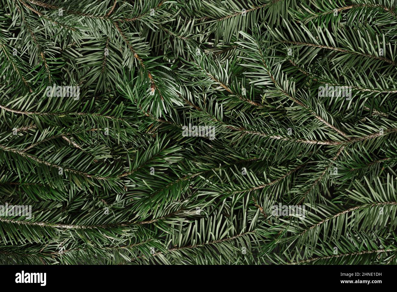 Dunkelgrün üppig Tannenzweig Textur Hintergrund mit Baby Tannenzapfen Tannenblätter. Weihnachtsbaum oder Weihnachtskarte Design für umweltfreundliche natürliche Pro Stockfoto