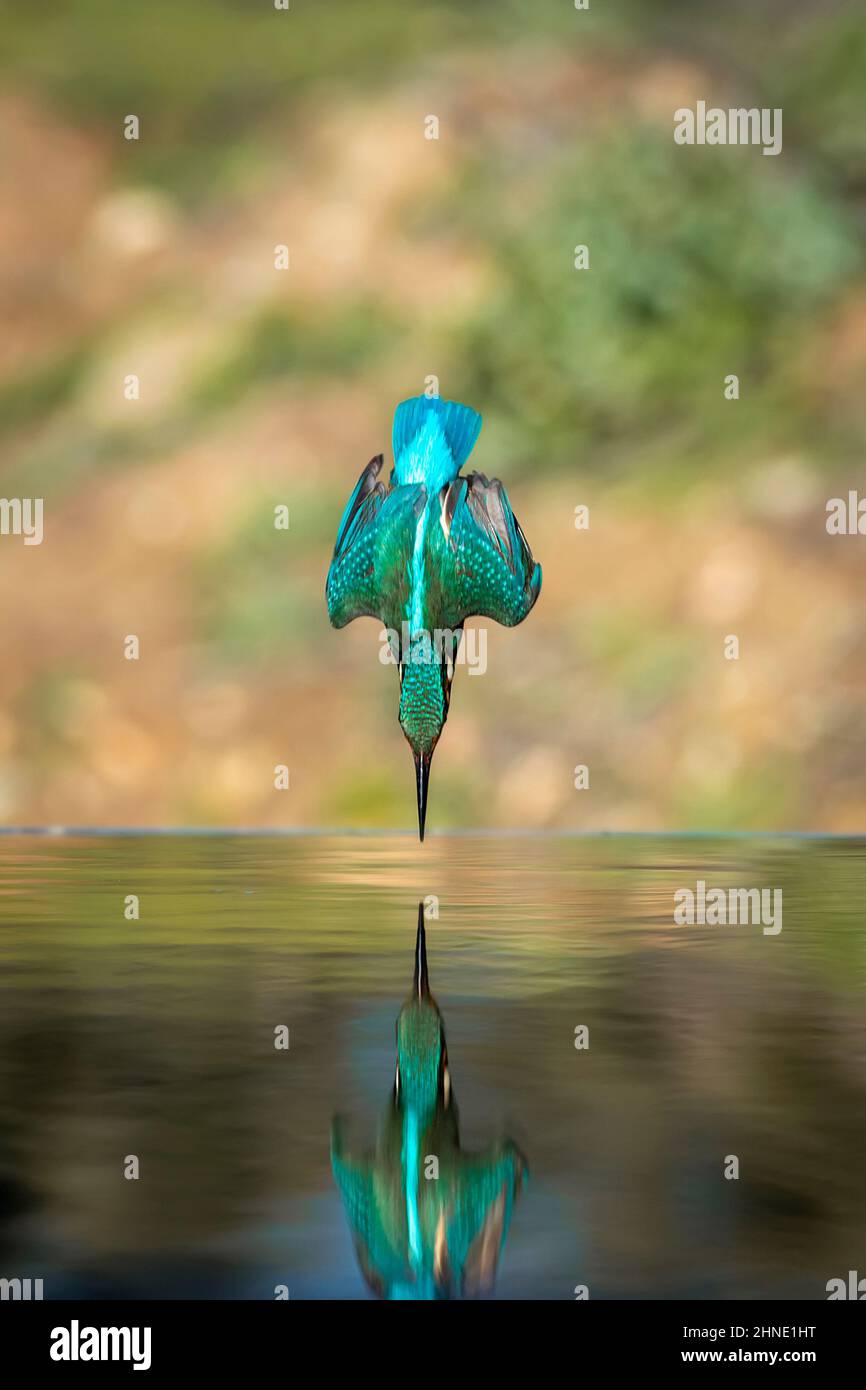 Gewöhnlicher Europäischer Eisfischer (Alcedo atthis). Kanuboot, das nach dem Aussteigen aus dem Wasser mit gefangener Fischbeute im Schnabel auf natürlichem grünem Backgro fliegt Stockfoto