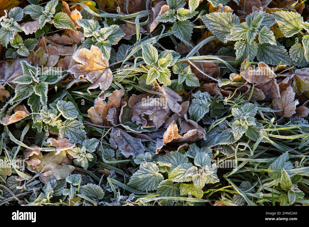 Frostbedeckte herbstliche Herbstblätter, in der englischen Grafschaft von Laub Stockfoto