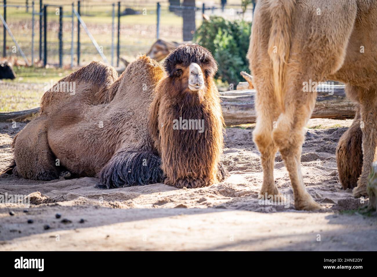 Bei schönem Wetter liegt ein Kamel bequem in einem deutschen Zoo Stockfoto