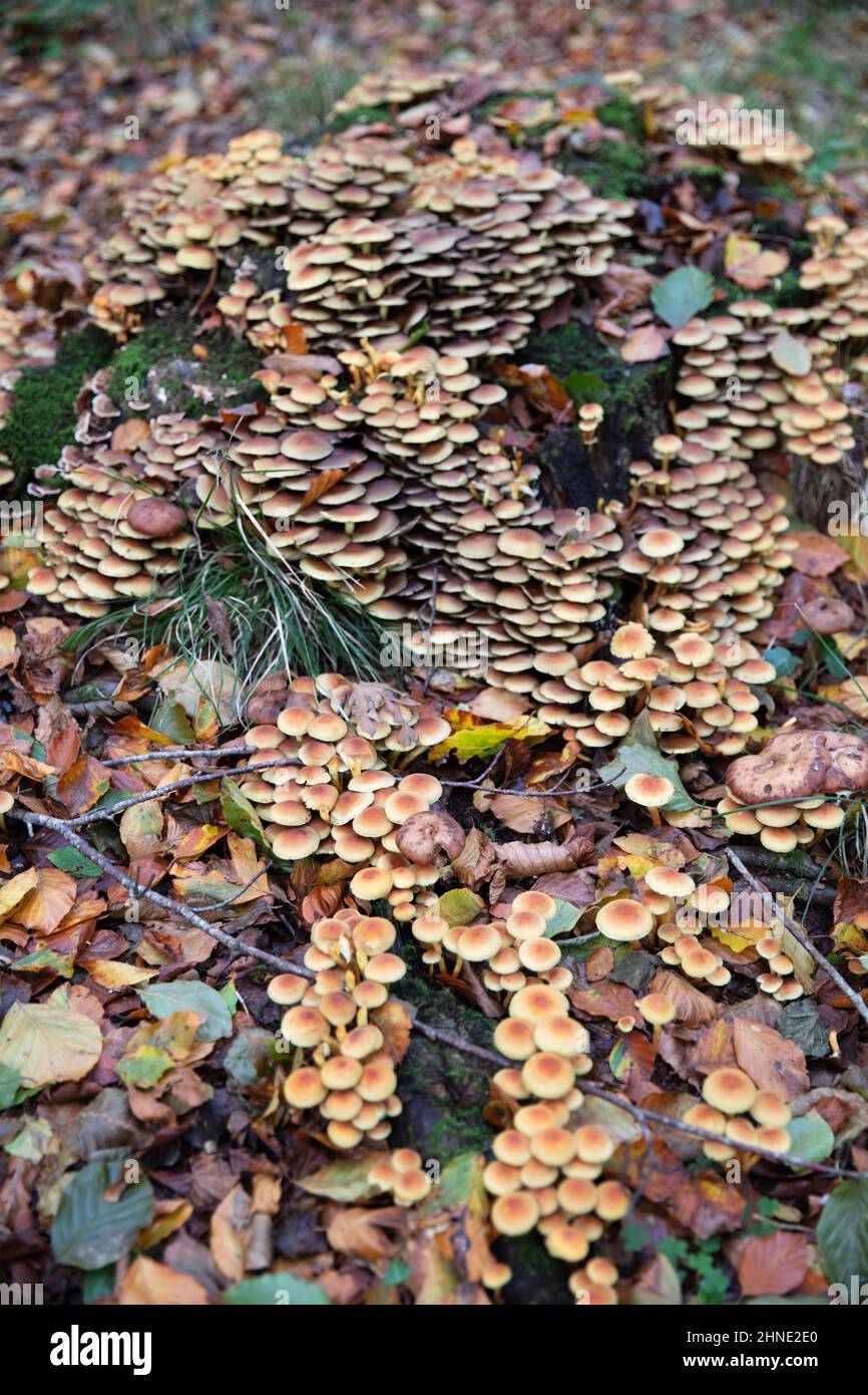 Schwefeltuft-Waldpilze (Agaricineae Hypholoma fasciculare), die auf Baumstämmen in herbstlichen Mischwäldern wachsen, in der britischen Grafschaft Bekshire Stockfoto