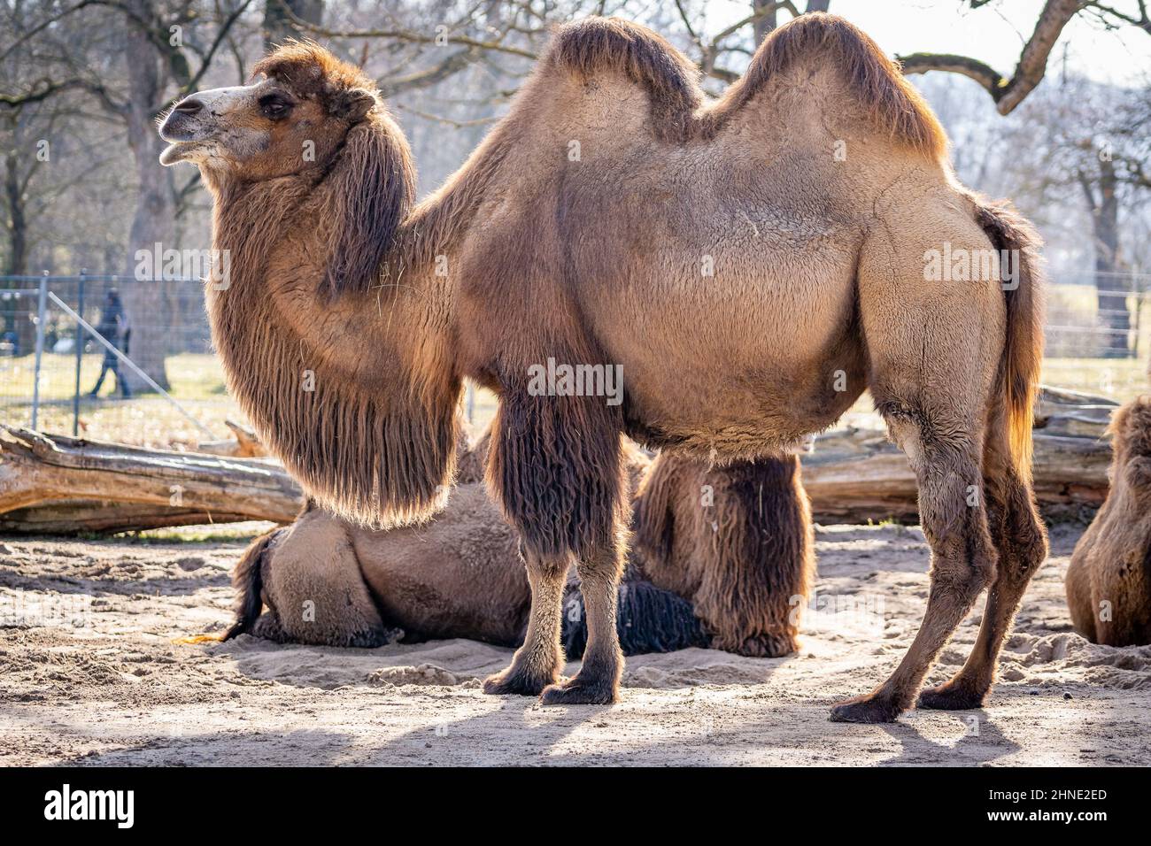 Bei schönem Wetter steht in einem deutschen Zoo ein stolzes Kamel hoch Stockfoto