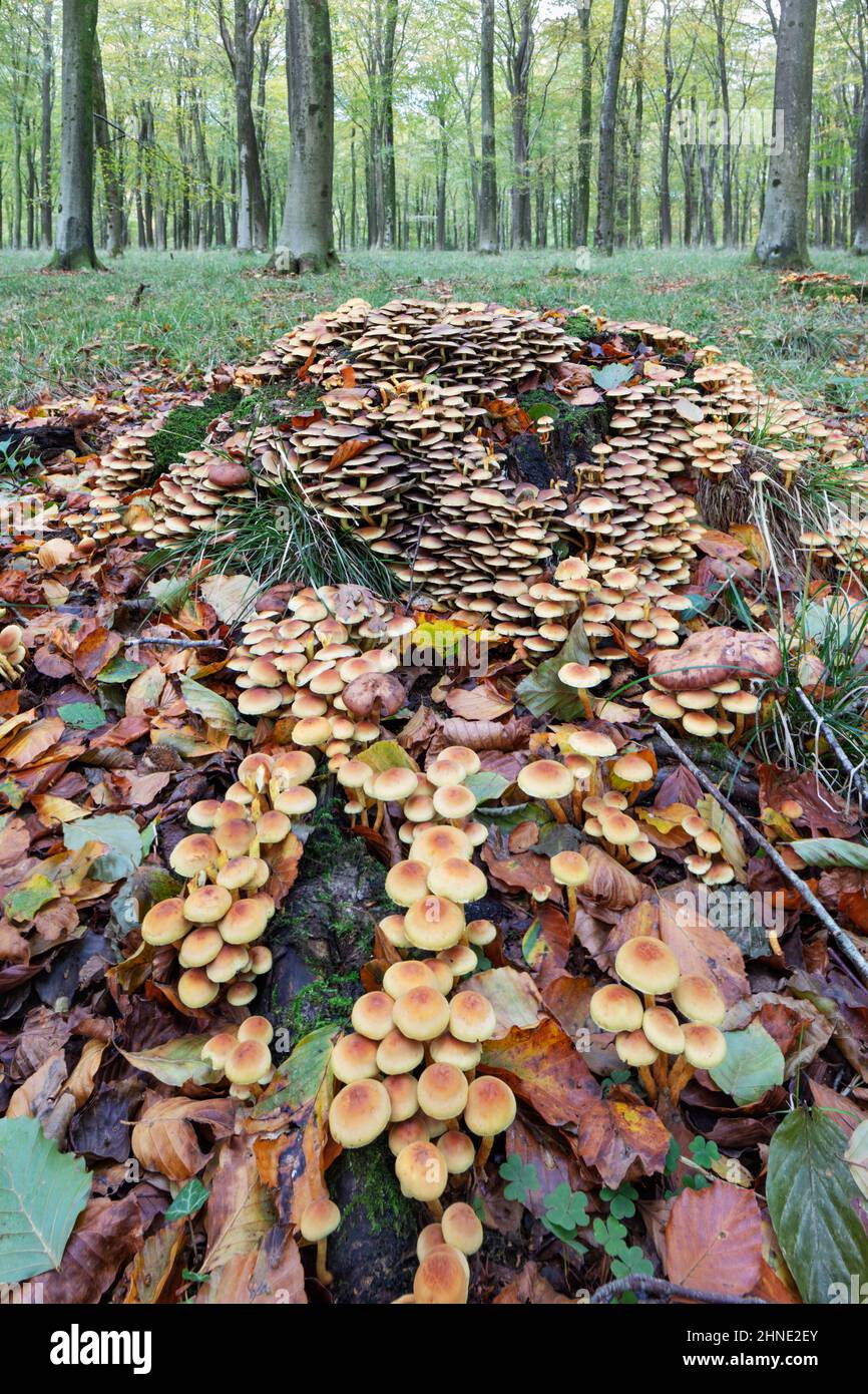 Schwefeltuft-Waldpilze (Agaricineae Hypholoma fasciculare), die auf Baumstämmen in herbstlichen Mischwäldern wachsen, in der britischen Grafschaft Bekshire Stockfoto