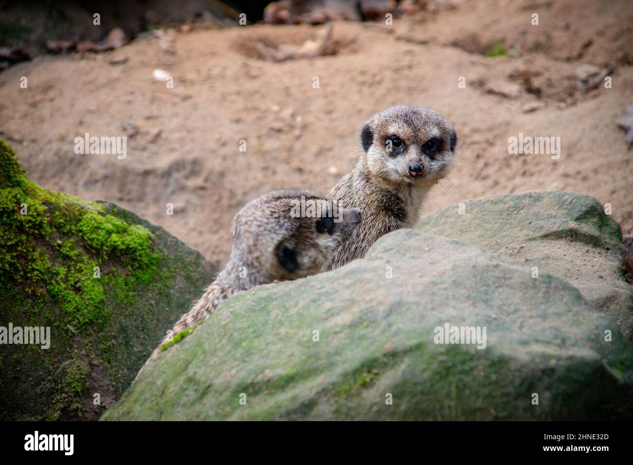 Zwei Erdmännchen sitzen bei schönem Wetter hinter einem Felsen in einem deutschen Zoo Stockfoto