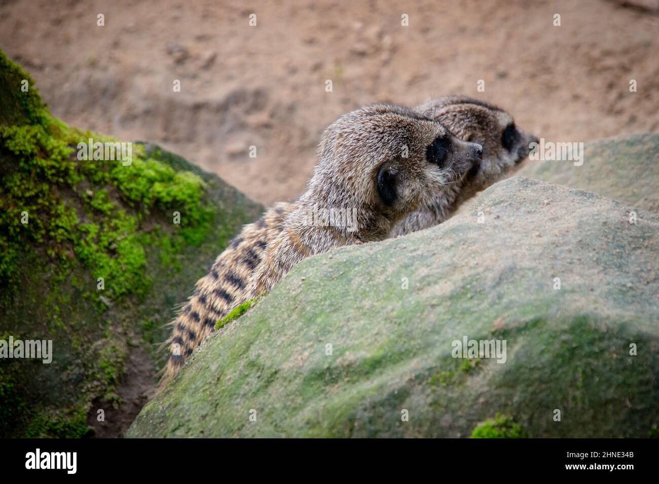 Zwei Erdmännchen sitzen bei schönem Wetter hinter einem Felsen in einem deutschen Zoo Stockfoto