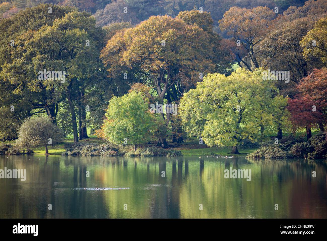 Herbstbäume spiegeln sich in Lake, Castle Kennedy, Dumfries und Galloway, Schottland, Großbritannien, Europa Stockfoto
