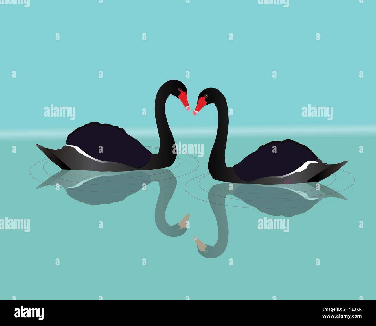 Eine Vektordarstellung von zwei schwarzen Schwanen, die im Wasser schwimmen. Sie können die Spiegelung der großen schwarzen Vögel im Wasser sehen. Kurven werden angezeigt Stock Vektor