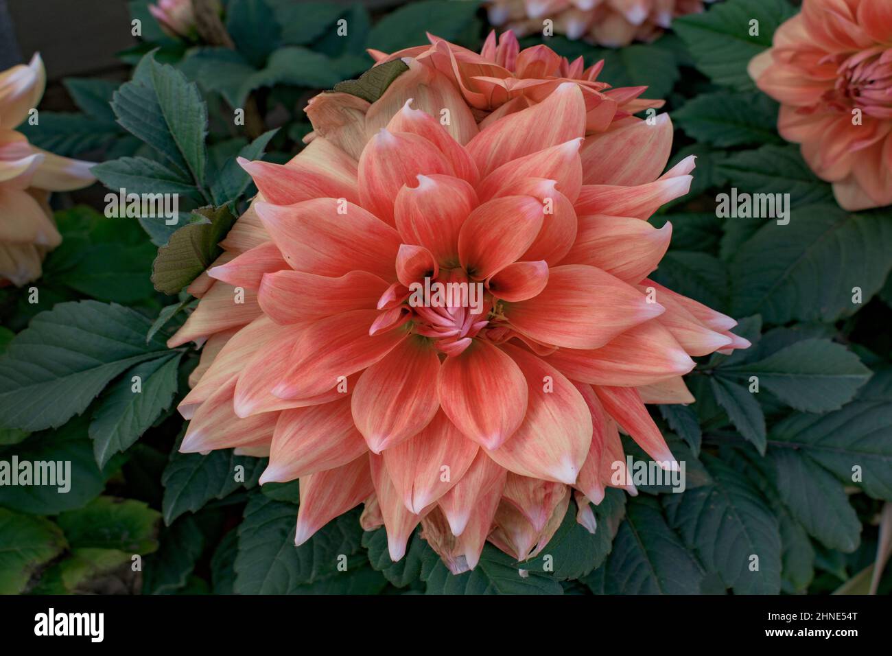 Große Blüten blühender herbstlicher orangefarbener Dahlia 'Gallery Vincent' im indischen Garten. Blühende Dahlien. Sommerblüte. Ländliche Natur. Saisonale Gartenarbeit Stockfoto