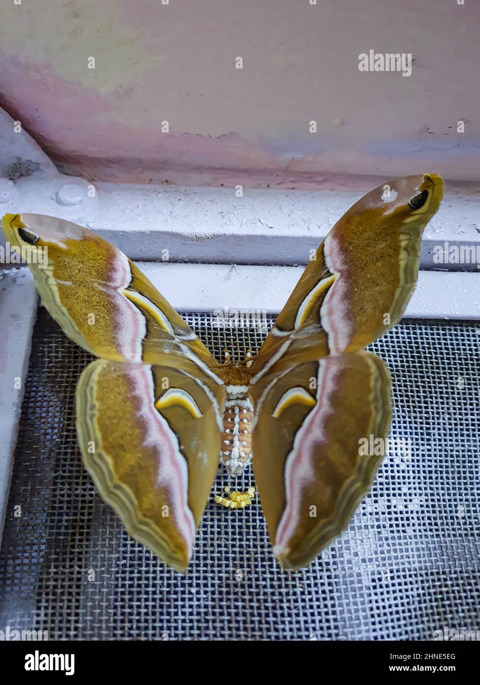 Großer, farbenfroher Schmetterling auf dem Fenster, der Eier in der Halle aus flachem Winkel produziert Stockfoto