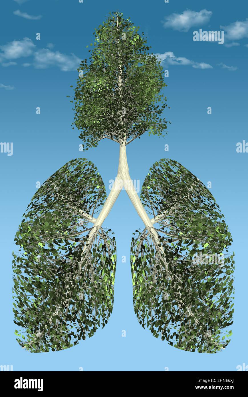 Aspen Bäume werden als Alveolen und andere Merkmale einer menschlichen Lunge in dieser Abbildung über die Bedeutung von Bäumen in einer hohen Luftqualität dargestellt Stockfoto
