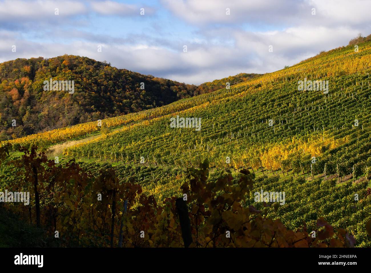 Weinberge mit bunten Herbstblättern Stockfoto