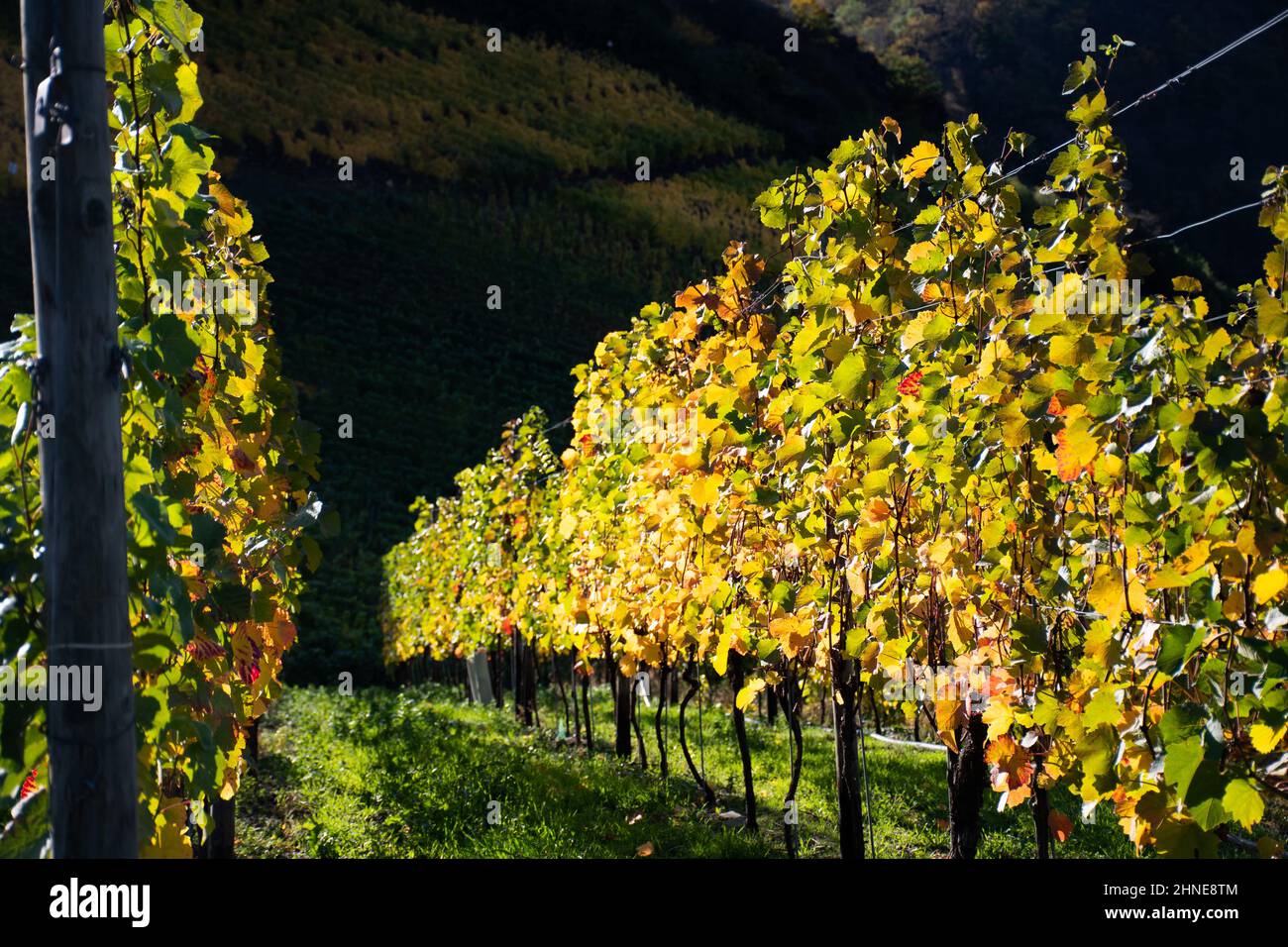 Farbenfrohe Blätter von Weinreben an einem sonnigen Herbsttag Stockfoto