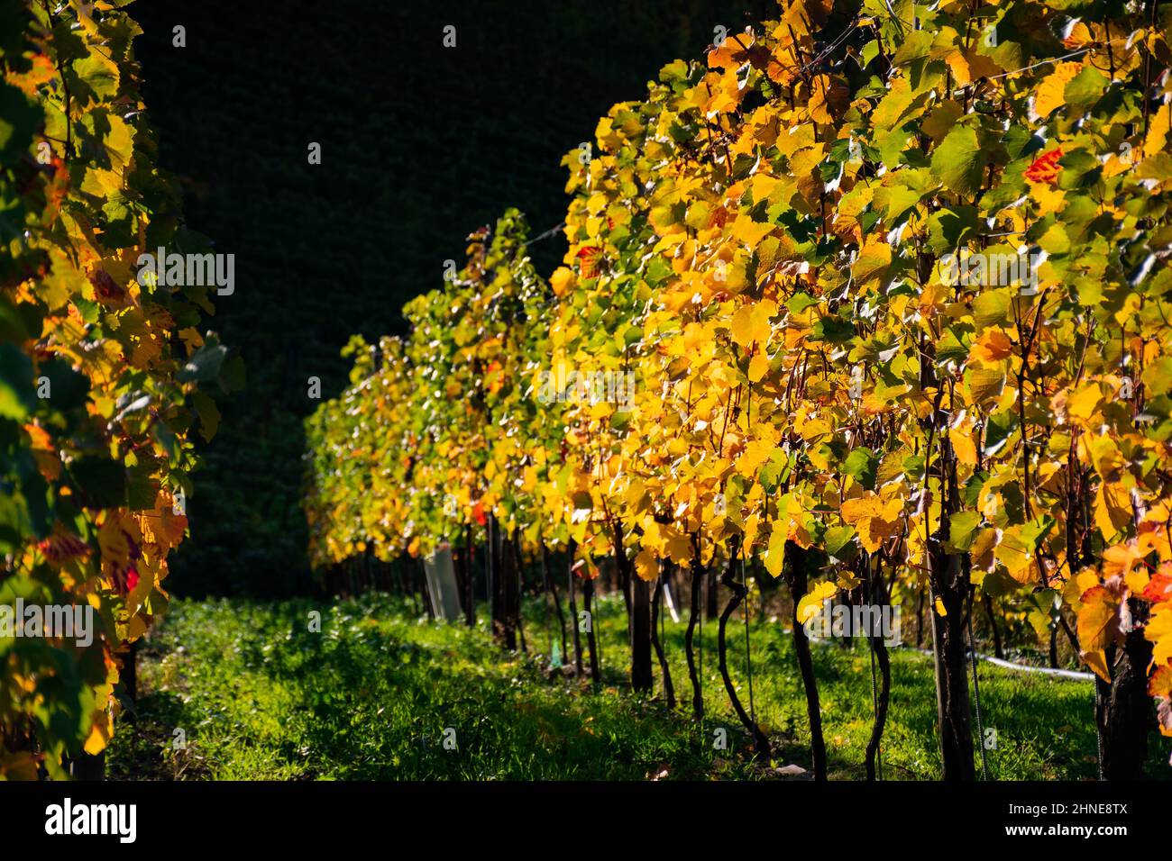 Farbenfrohe Blätter von Weinreben an einem sonnigen Herbsttag Stockfoto