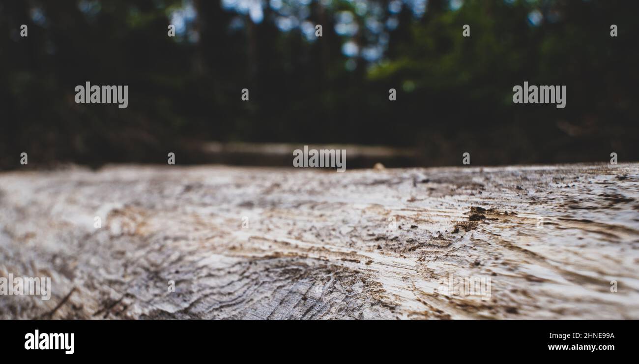 Gänge im Holz eines alten Baums ohne Rinde in Nahautnahme/ Korridor in altem Baumholz ohne Rinde in Nahaufnahme Stockfoto