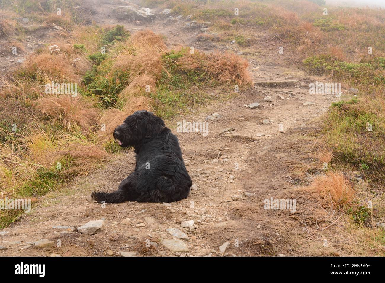 Ein schwarzer Hund liegt auf dem Gras und ruht nach einem Spaziergang, Hund auf einem Spaziergang in den Bergen. Stockfoto