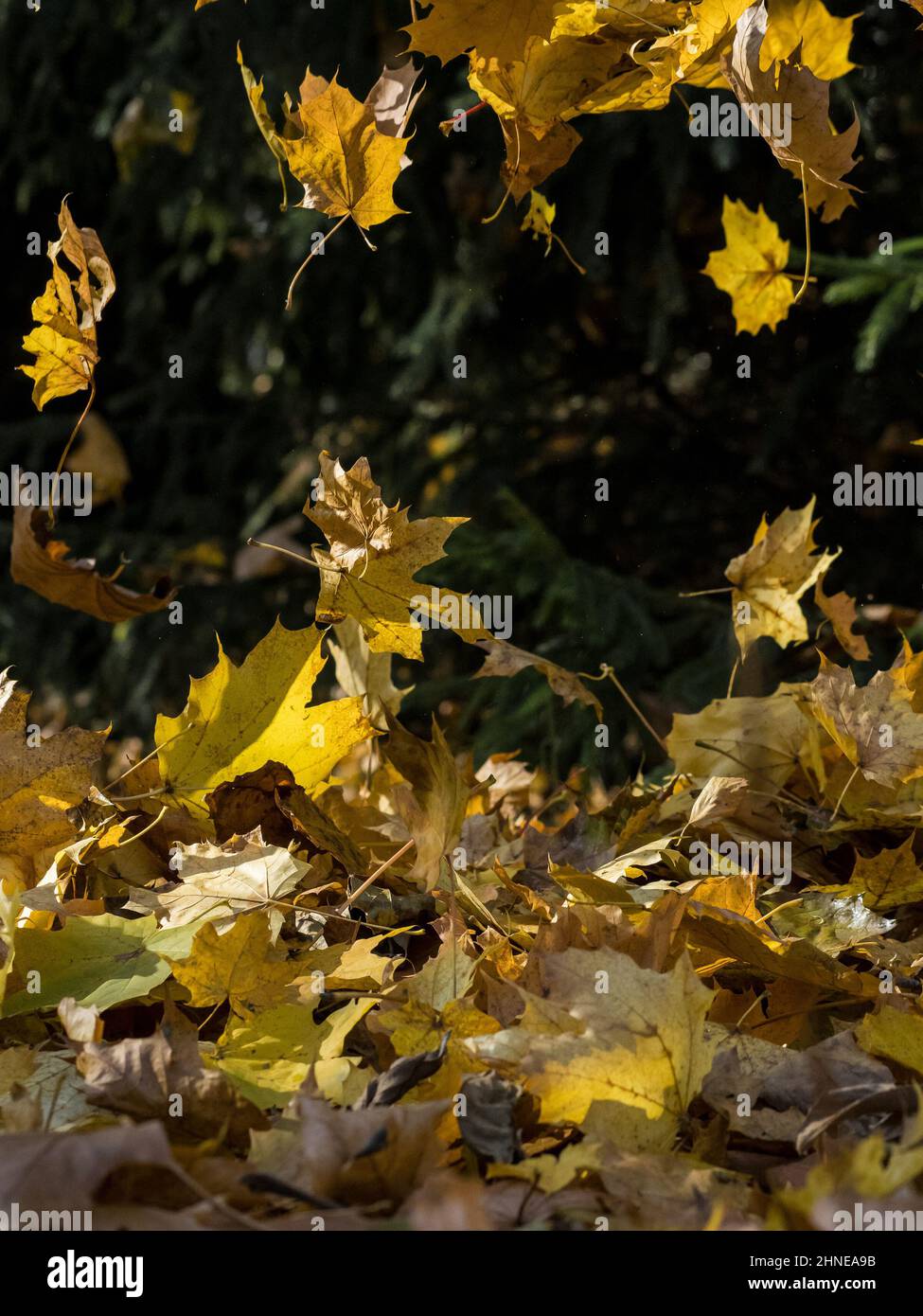 Fallendes gelbes Ahornblatt an einem sonnigen Herbsttag Stockfoto