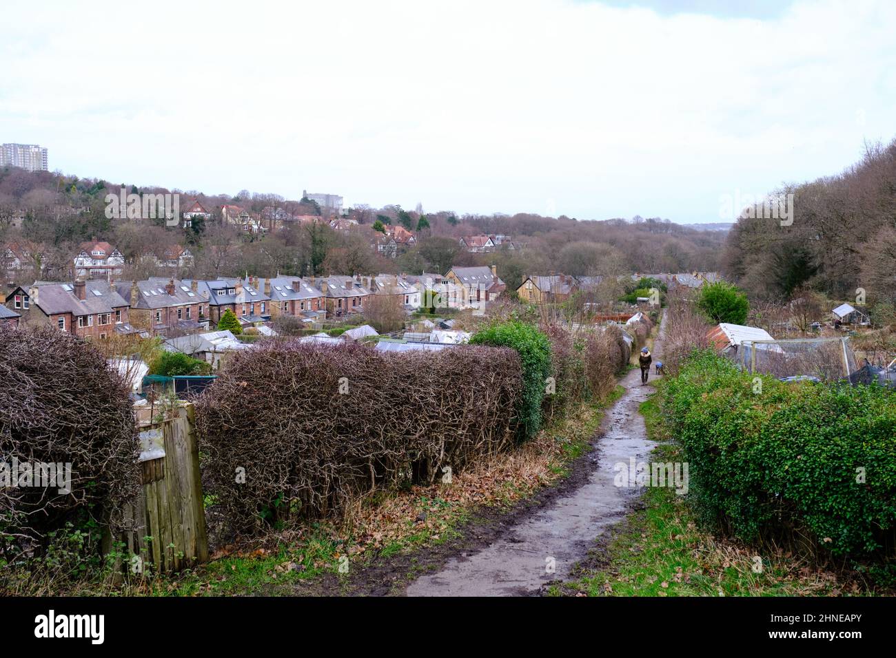 Stadtpalotons am Rande von Sheffield mit einer herannahenden Frau, die ihren Hund läuft. Reihenhäuser bilden einen Hintergrund. Stockfoto Stadtpalotons am Rande von Sheffield mit einer herannahenden Frau, die ihren Hund läuft. Reihenhäuser bilden einen Hintergrund. Stockfoto