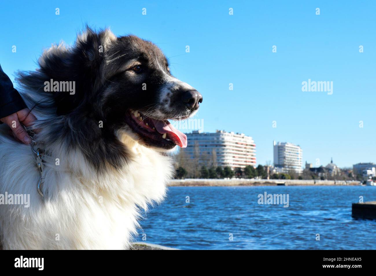 Schöner Pyrenäenhund in der Stadt, dies ist eine Schäferhundrasse. Stockfoto