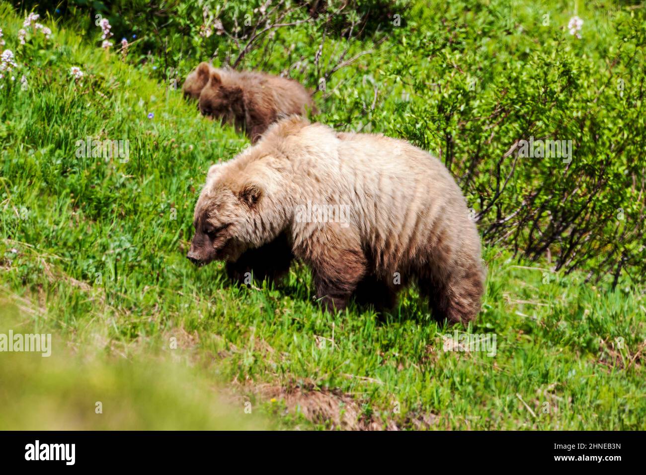 Säen Sie (weibliche) Grizzlybär (Ursus Arctos Horribilis) mit jungen, in der Nähe von Autobahn-Pass, Denali National Park, Alaska, USA Stockfoto