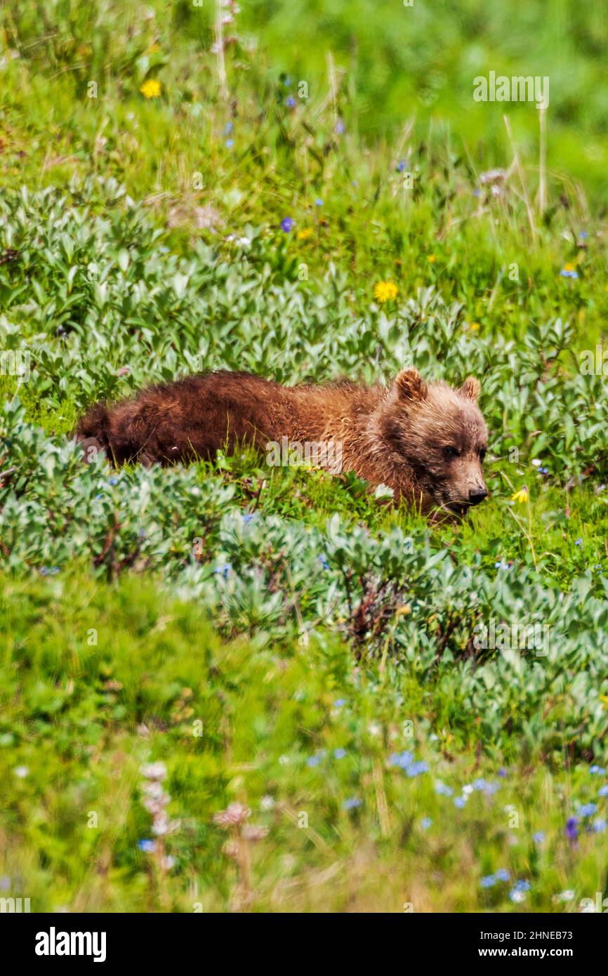 Grizzly Bear Cub (Ursus Arctos Horribilis), in der Nähe von Autobahn-Pass, Denali National Park, Alaska, USA Stockfoto