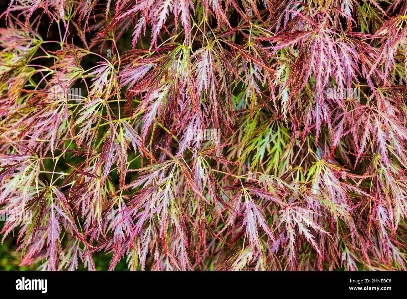 Nahaufnahme von bunten Herbstblättern; Portland Japanese Gardens; Portland; Oregon; USA Stockfoto