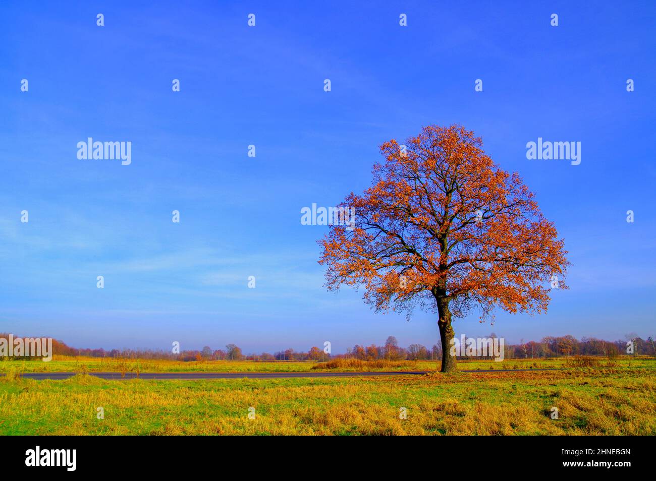 Einsame Eiche im Herbst gegen einen blauen Himmel. Die Blätter sind braun gefärbt. Stockfoto