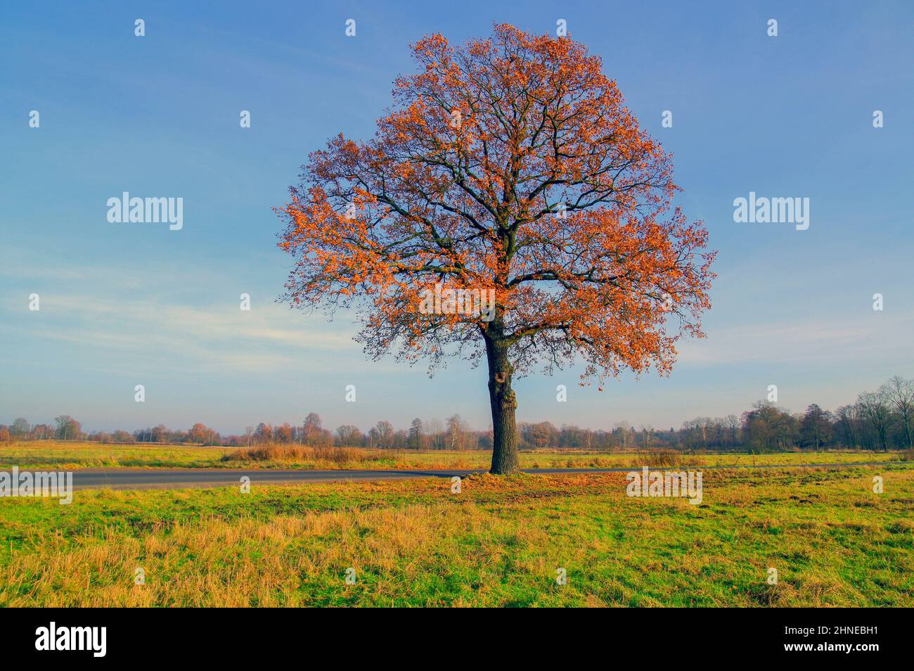 Einsame Eiche im Herbst gegen einen blauen Himmel. Die Blätter sind braun gefärbt. Stockfoto