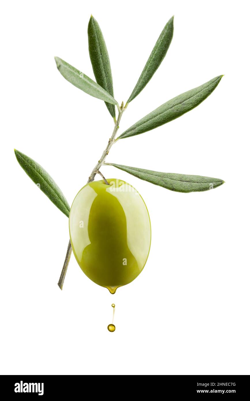 Olivenzweig mit grünem Olivenöl, isoliert auf weißem Hintergrund Stockfoto
