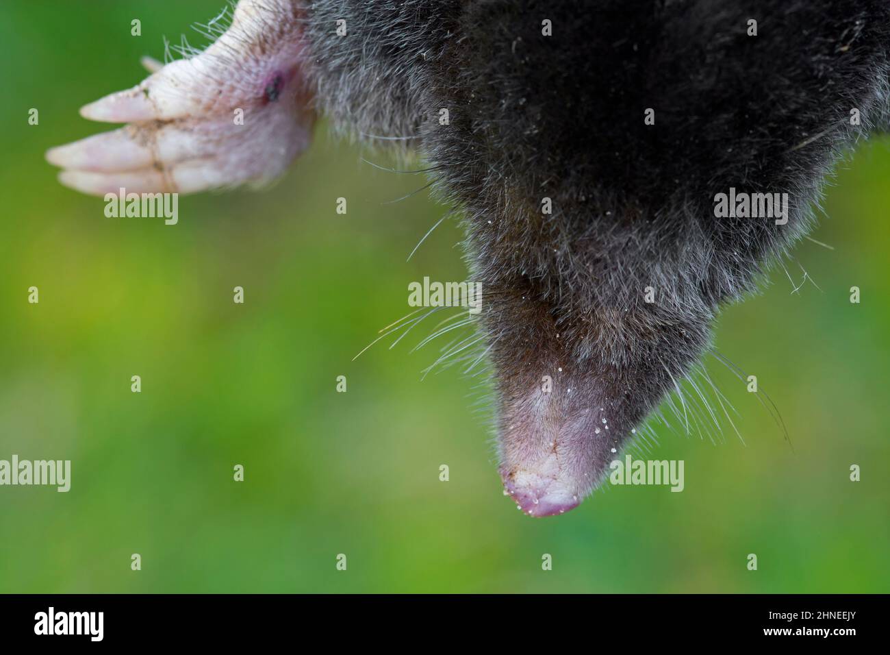 Europäischer Maulwurf (Talpa europaea) Nahaufnahme des Kopfes mit Nase, Schnurrhaaren und kräftigem Vorderbein mit großer Pfote, die zum Graben geeignet ist Stockfoto