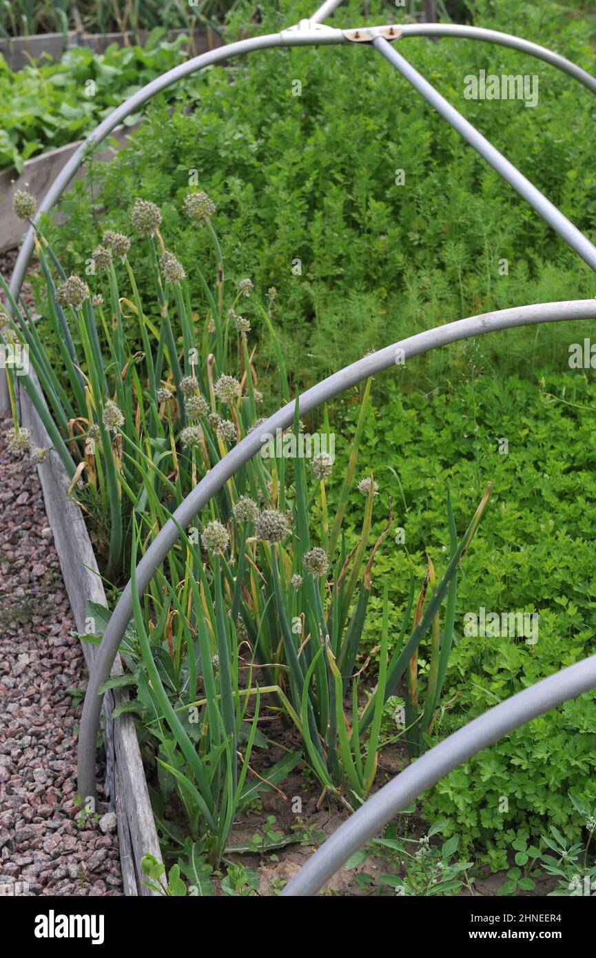 Zwiebel (Allium cepa) und Petersilie (Petroselinum crispum) wachsen im Juli in einem Gemüsegarten Stockfoto