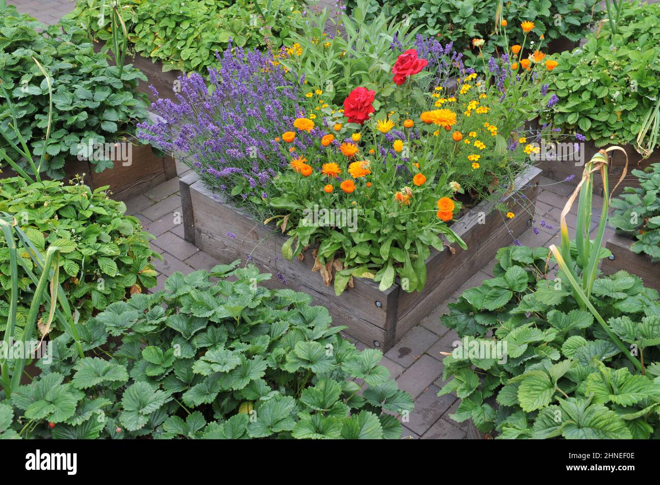 Ein Gemüsegarten mit erhöhten Holzbetten mit Erdbeeren, Knoblauch und Blumen im Juli Stockfoto