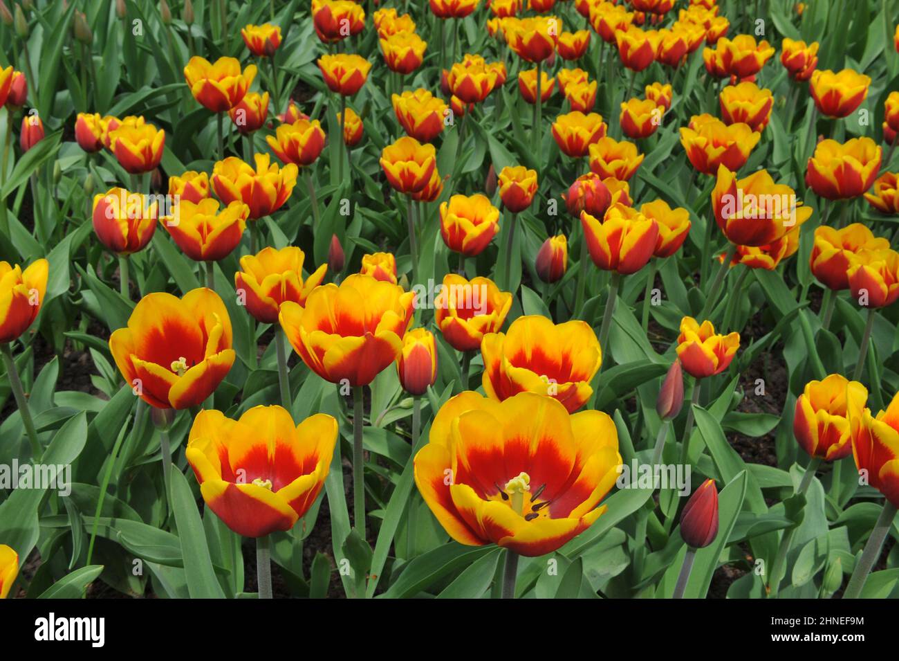 Rote und gelbe Triumph Tulpen (Tulipa) Kees Nelis blühen im April in einem Garten Stockfoto