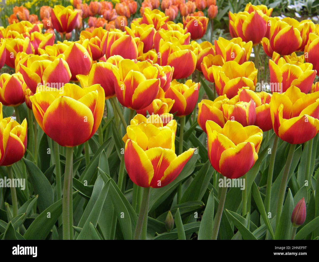 Rote und gelbe Triumph Tulpen (Tulipa) Kees Nelis blühen im April in einem Garten Stockfoto