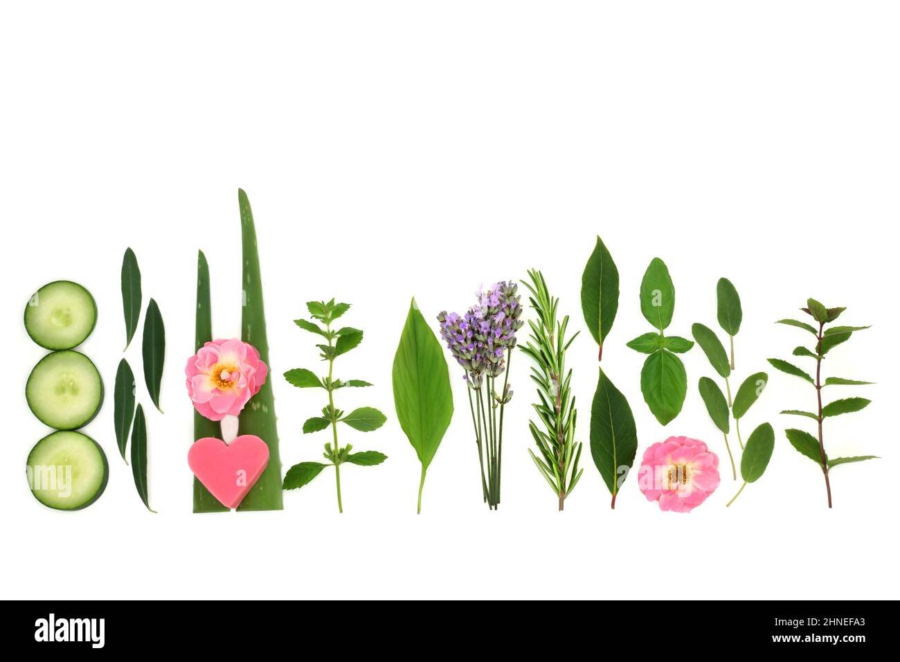 Natürliche Kräuter und Blumen für Anti-Aging-Hautpflegebehandlungen auf pflanzlicher Basis. Kann zur Behandlung von Psoriasis, Akne und Ekzemen verwendet werden. Stockfoto