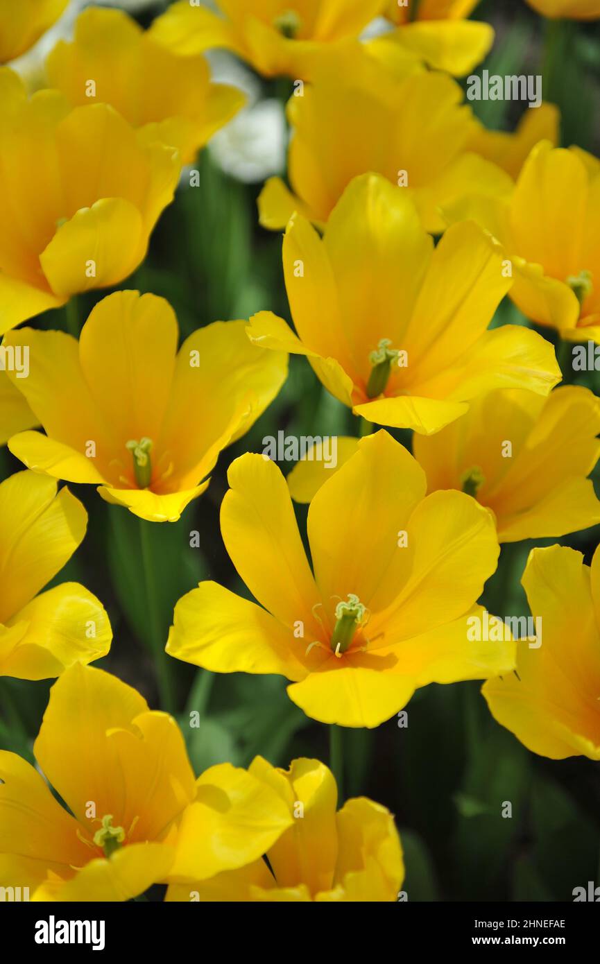 Gelbe Lilie-blühende Tulpen (Tulipa) Kim de Boer blüht im April in einem Garten Stockfoto
