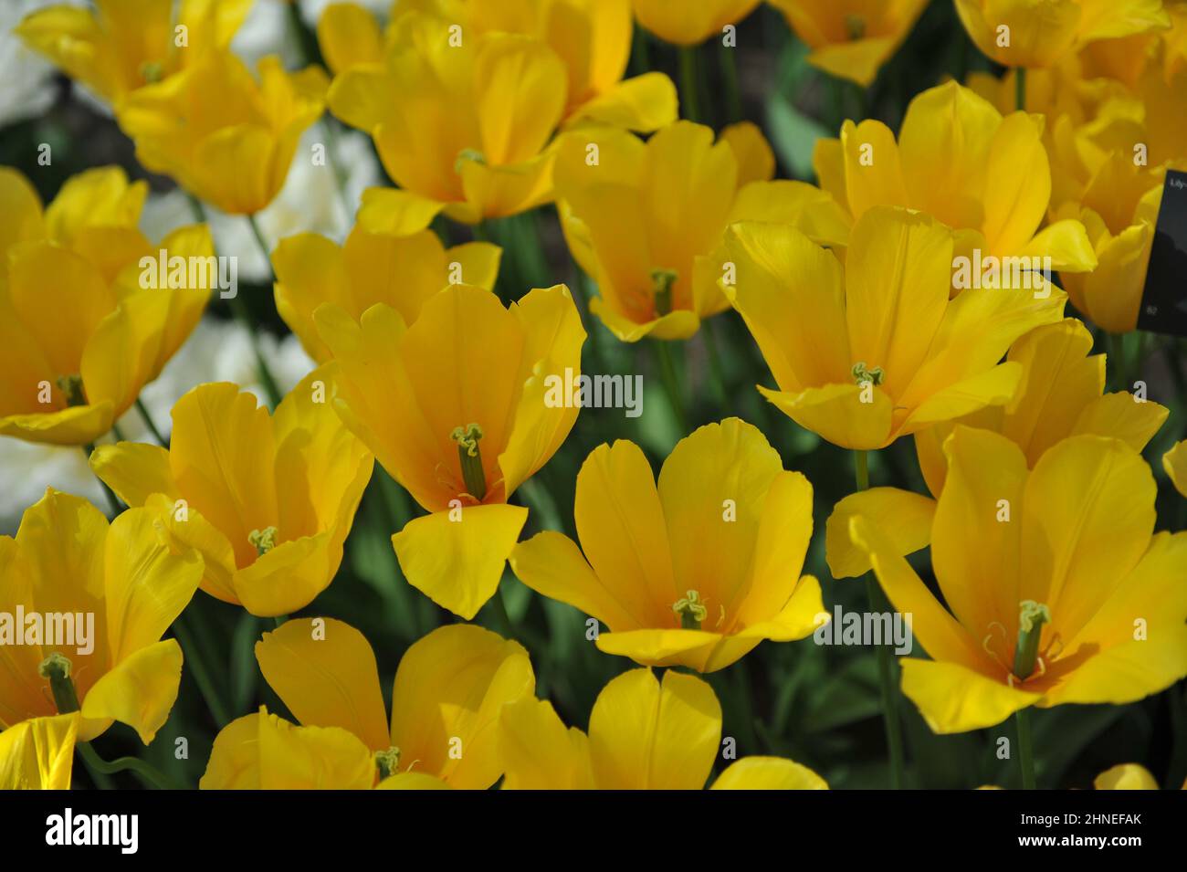 Gelbe Lilie-blühende Tulpen (Tulipa) Kim de Boer blüht im April in einem Garten Stockfoto