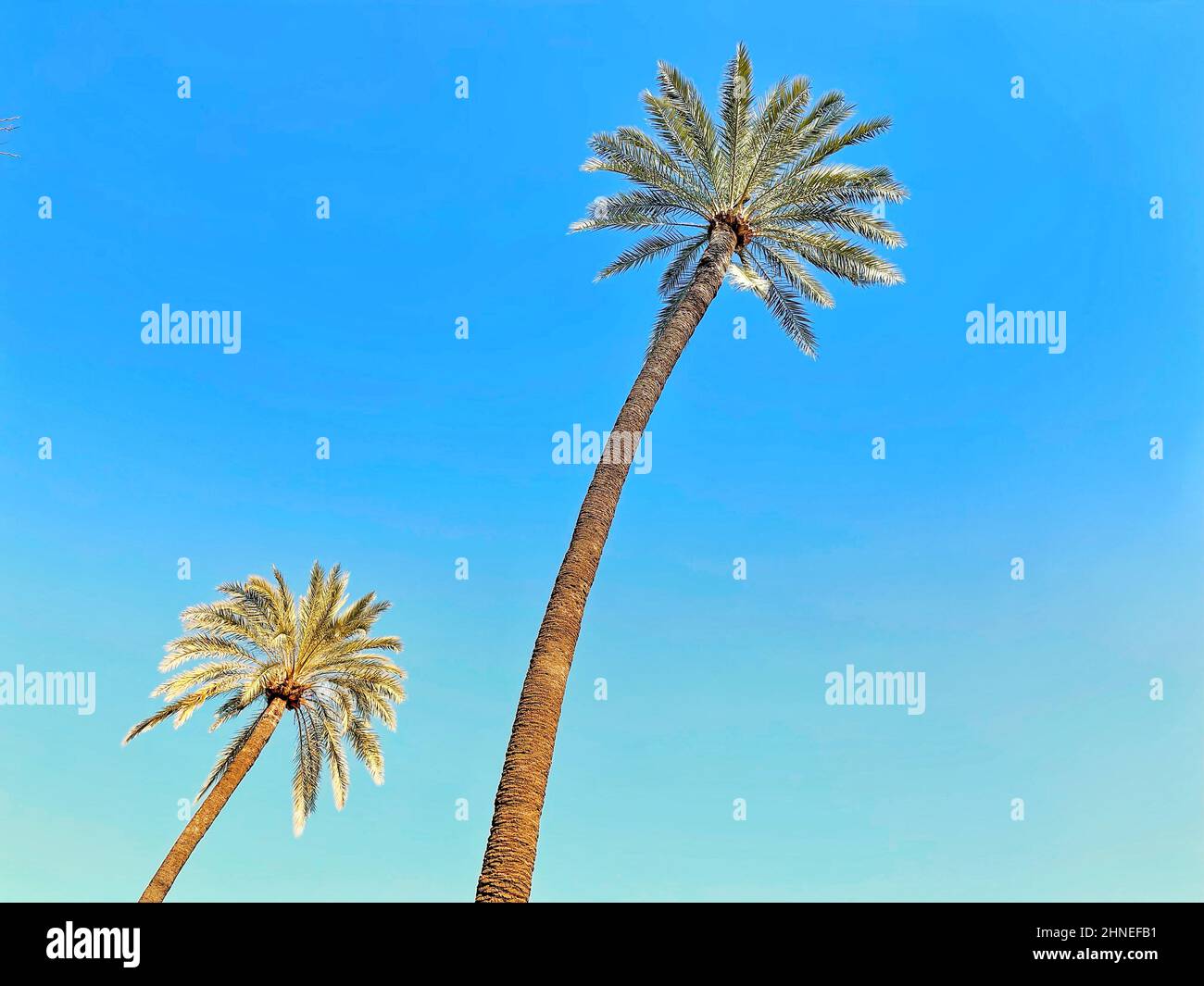 Zwei Palmen vor blauem Himmel, Sevilla, Andalusien, Spanien Stockfoto