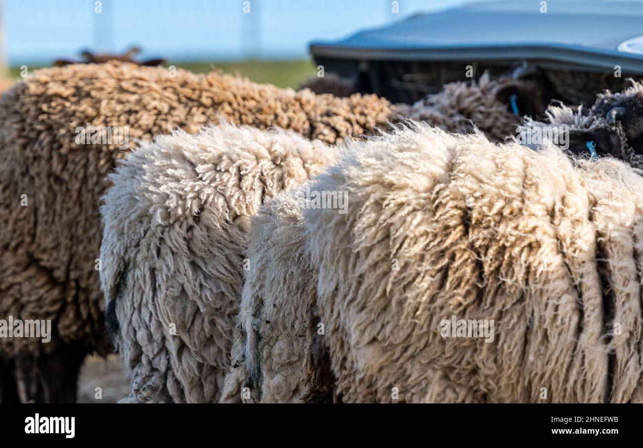 Ansicht des hinteren Endes und des Fleece von männlichen Shetland-Schafen, die Heu aus Trog fressen, East Lothian, Schottland, Großbritannien Stockfoto