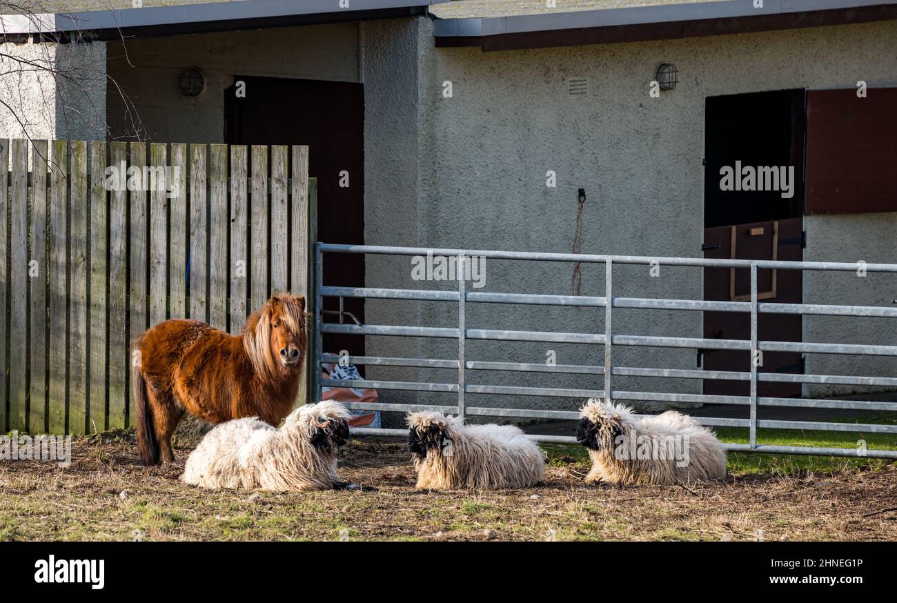 Ein Shetland Pony und ungewöhnlich seltene Rasse Schweizer Wallis schwarze Nase Schafe in einem Feld, Schottland, Großbritannien Stockfoto