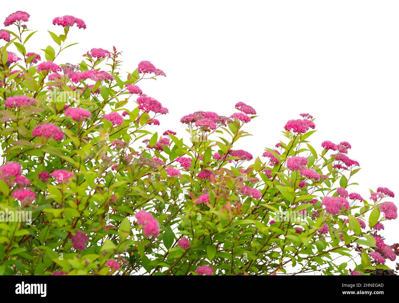 Rosa Blumenbusch isoliert auf weißem Hintergrund Stockfoto