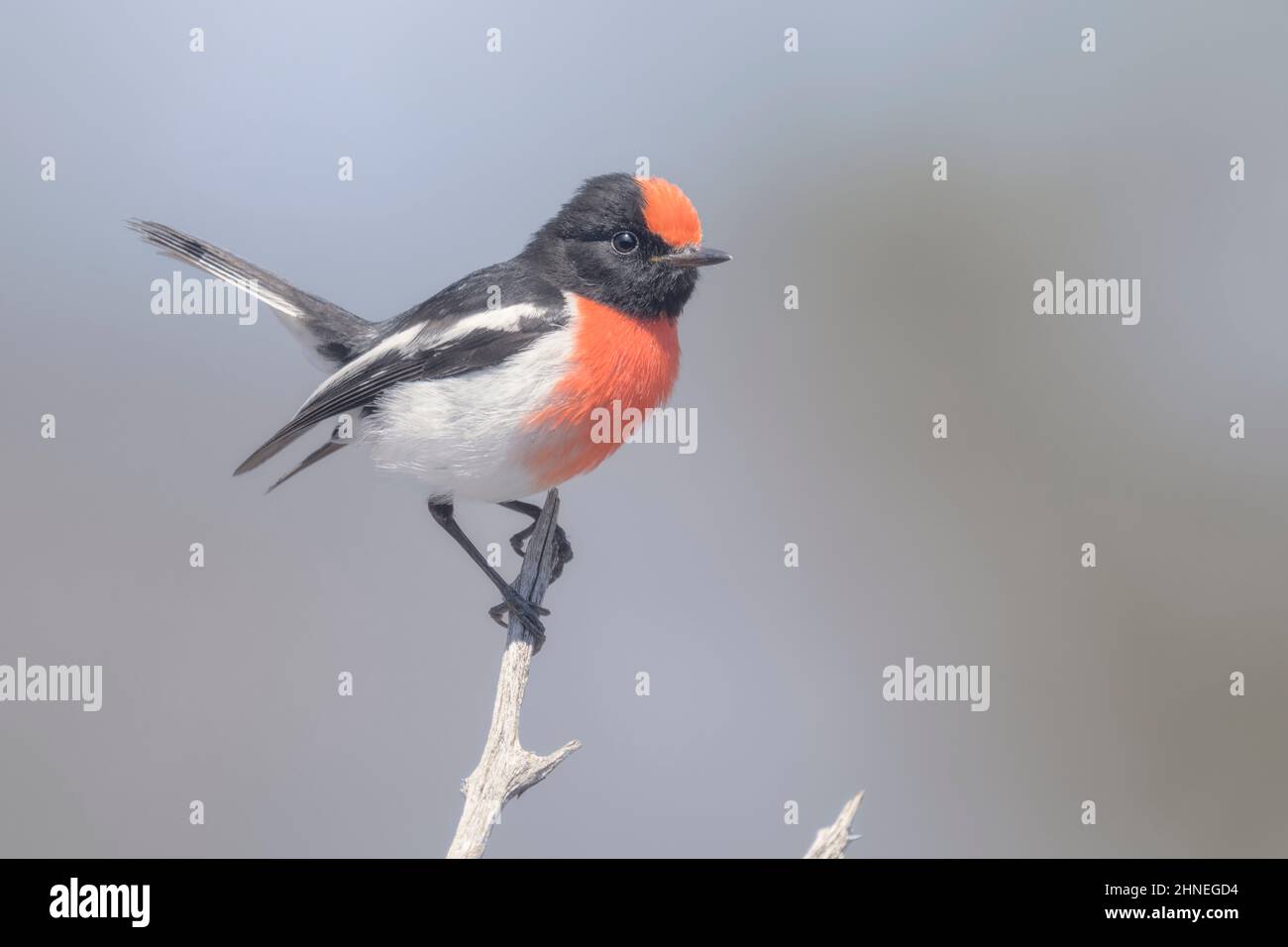 Wilder Rotkehlchen (Petroica goodenovii) auf einem Zweig in Australien Stockfoto