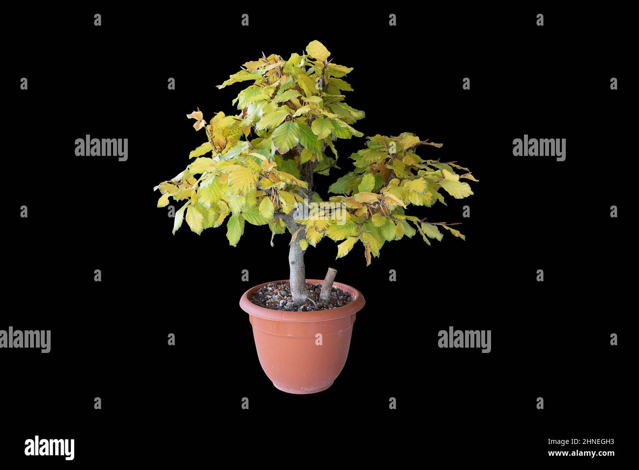 europäische Buche junge Bonsai isoliert auf dunklem Hintergrund, Baum in einem Trainingskübel gepflanzt ( Fagus sylvatica ) Stockfoto