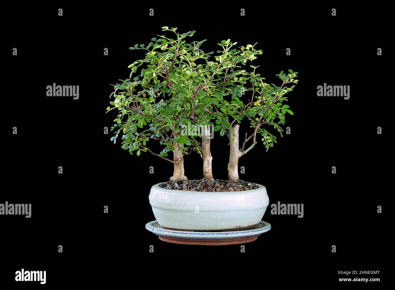 Zanthoxylum piperitum bonsai Forest, der kleine chinesische Pfefferbaum,  gepflanzt in einem Keramiktopf, isoliert auf dunklem Hintergrund  Stockfotografie - Alamy