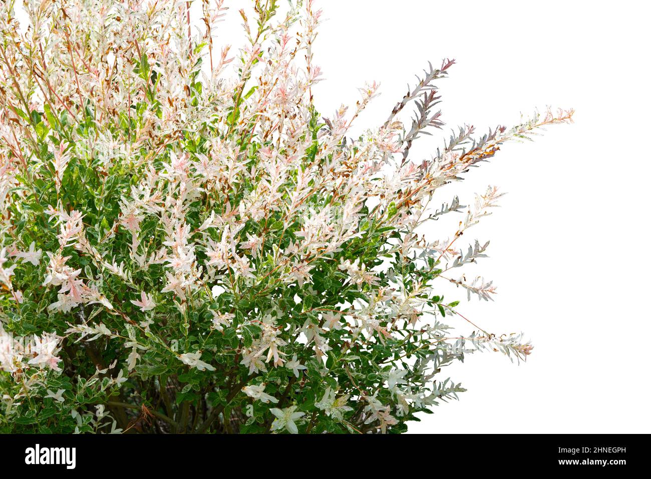 Weißer Blumenbusch isoliert auf weißem Hintergrund Stockfoto